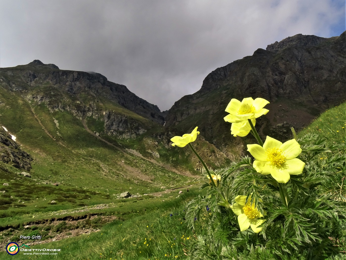 20 Pulsatilla alpina sulphurea (Anemone sulfureo) con vista verso Bocchetta di Valpianella.JPG